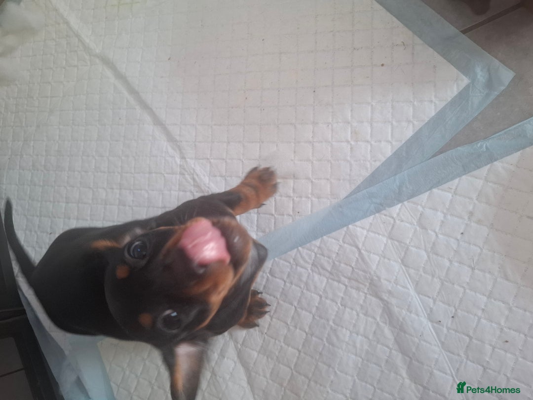 Miniature Dachshund dogs for sale: Miniature Dachshunds - Image 3