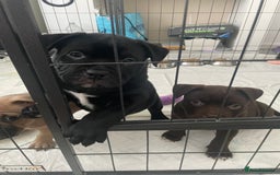 Mixed Breed dogs for sale: Pocket bully cross Chow Chow puppies for sale - Image 33