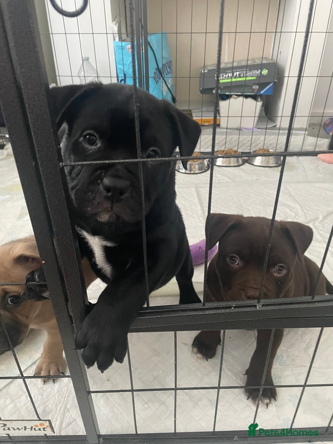 Mixed Breed dogs for sale: Pocket bully cross Chow Chow puppies for sale - Image 33