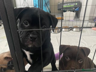Mixed Breed dogs - Advert 7