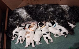 Cocker Spaniel dogs for sale: Gorgeous show cocker spaniel puppies - Image 1