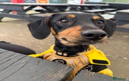 Mixed Breed dogs for sale: male black & tan daschund x jack russell  - Image 1