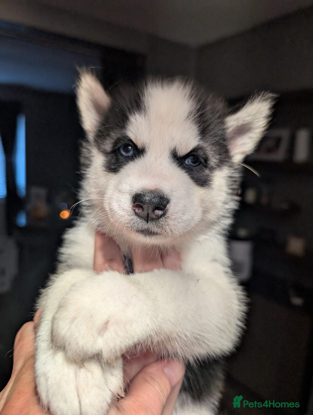 Siberian Husky dogs for sale: Beautiful Siberian husky puppies - Image 5