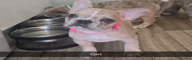 French Bulldog Puppy 6