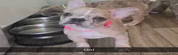 French Bulldog dogs for sale: Last girl left raised by a family with children  - Advert 17