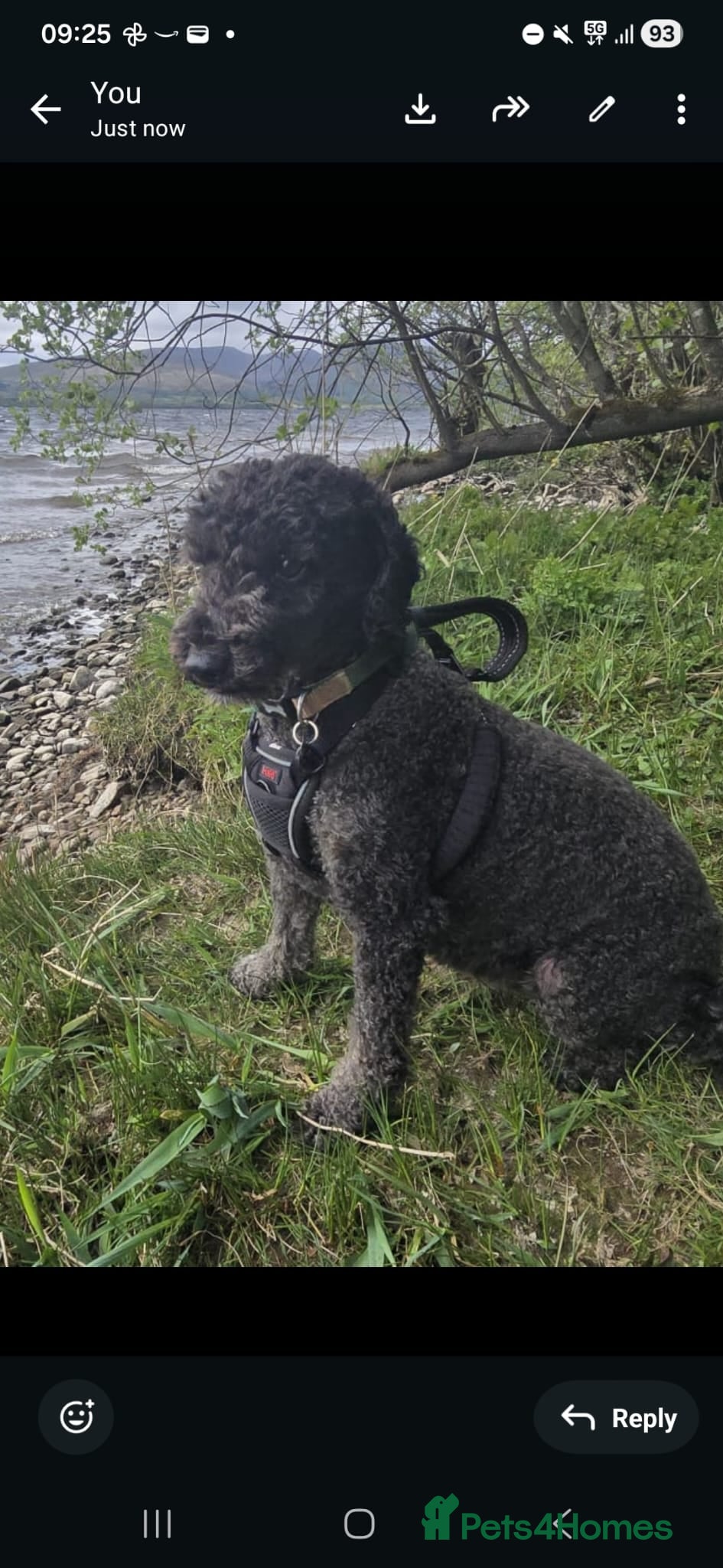 Miniature Poodle dogs Loving Home Needed for Cooper - Advert 14
