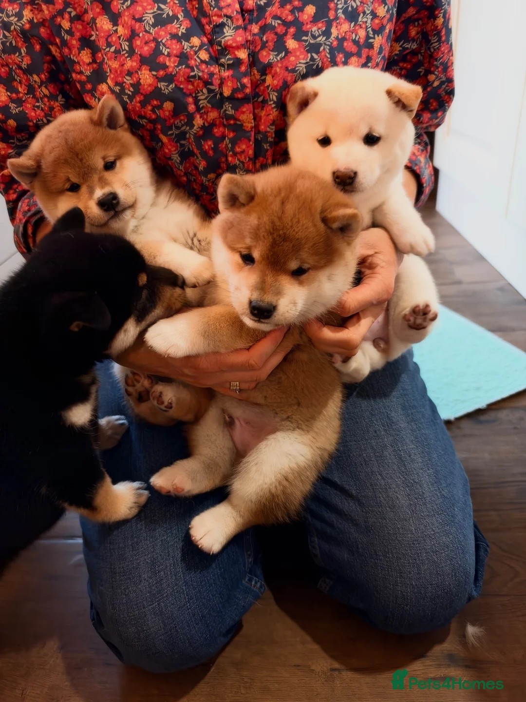Japanese Shiba Inu dogs for sale: Kennel club registered Shiba Inu puppies  - Advert 1