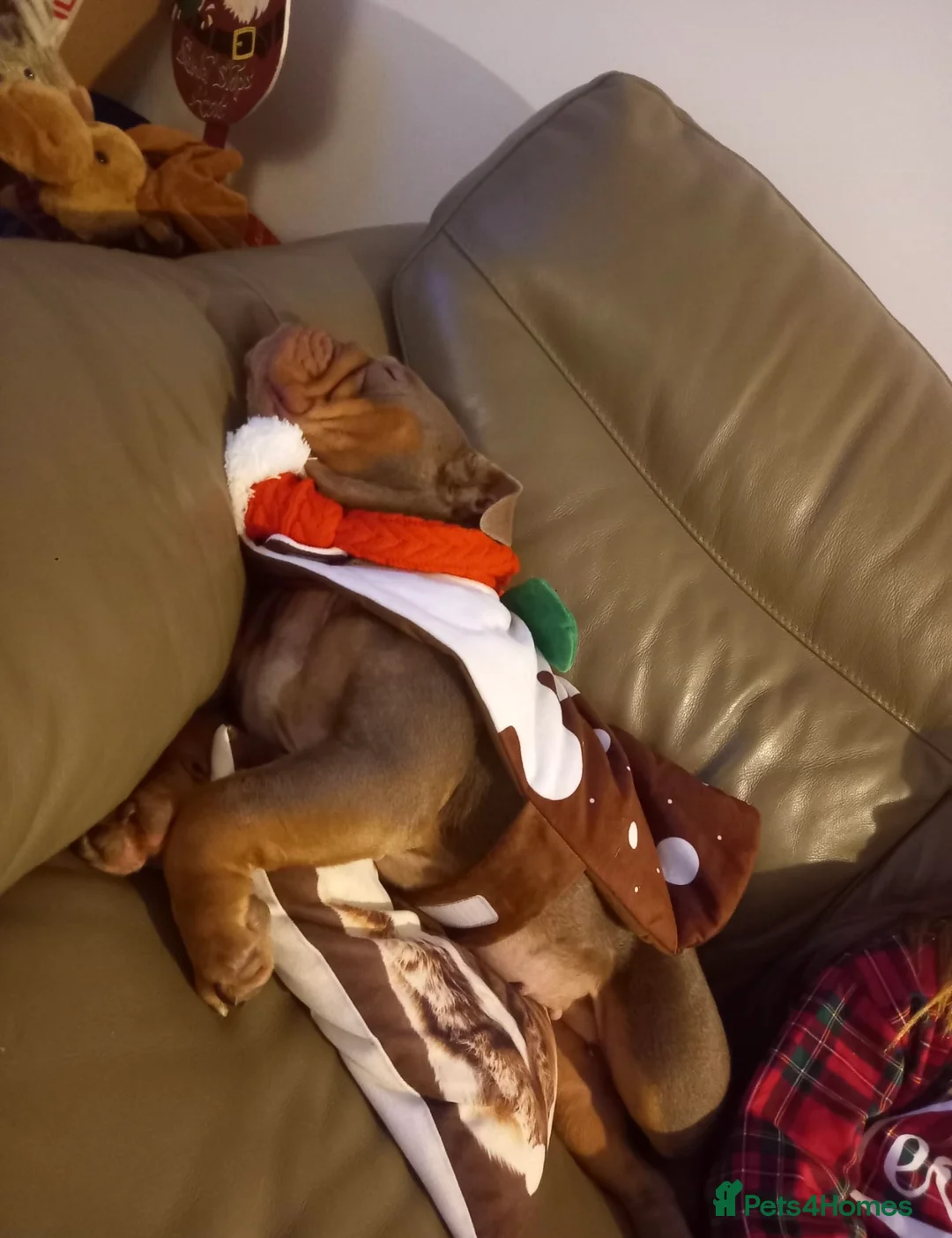 English Bulldog dogs for sale: Lilac & tan English bulldog female  - Advert 4