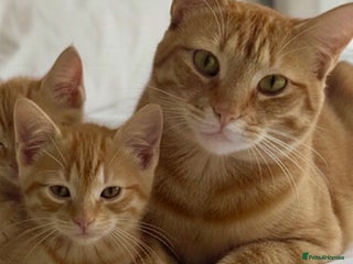 Mixed Breed rabbits KITTENS READY NOW - Advert 1