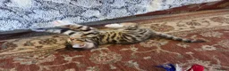 Bengal cats for sale: Adorable Bengal Cross Kittens for Sale - Advert 24
