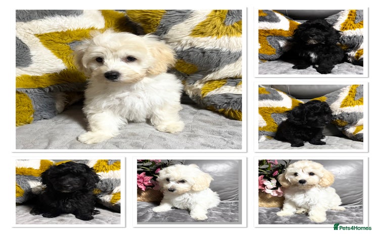 Maltipoo dogs in Newark - Advert 12