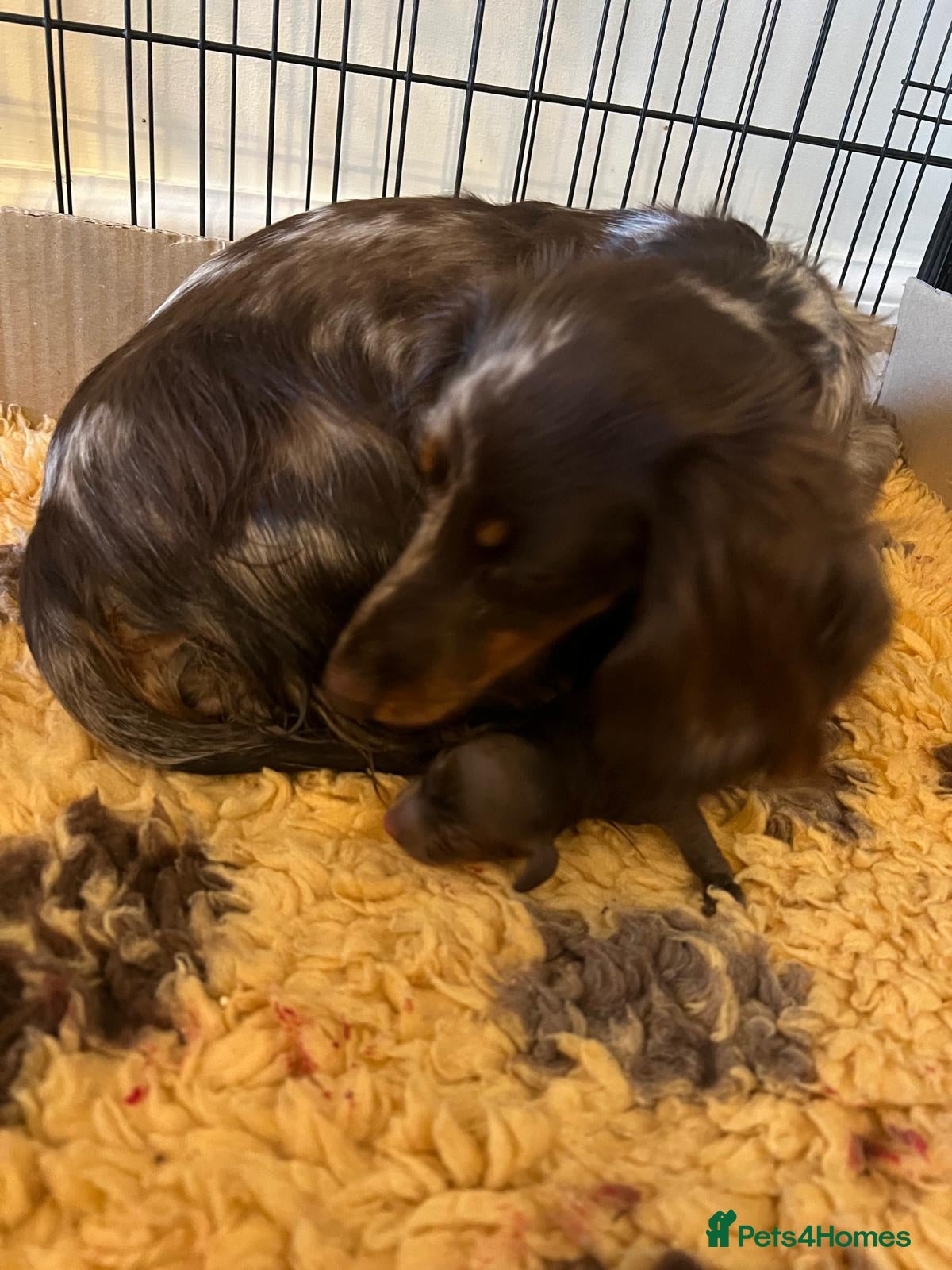 Miniature Dachshund dogs Stunning KC Reg Miniature Long Haired Litter  - Advert 2