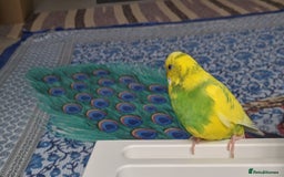 Budgerigars birds for sale: Budgies for Sale Many colours Cages Available  - Image 5