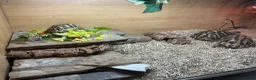 Hermann Tortoise reptiles for sale: Mrs h  in Preston - Advert 2