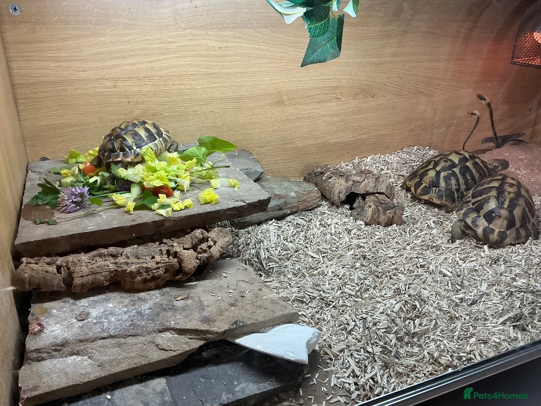 Hermann Tortoise reptiles for sale: Mrs h  in Preston - Advert 2