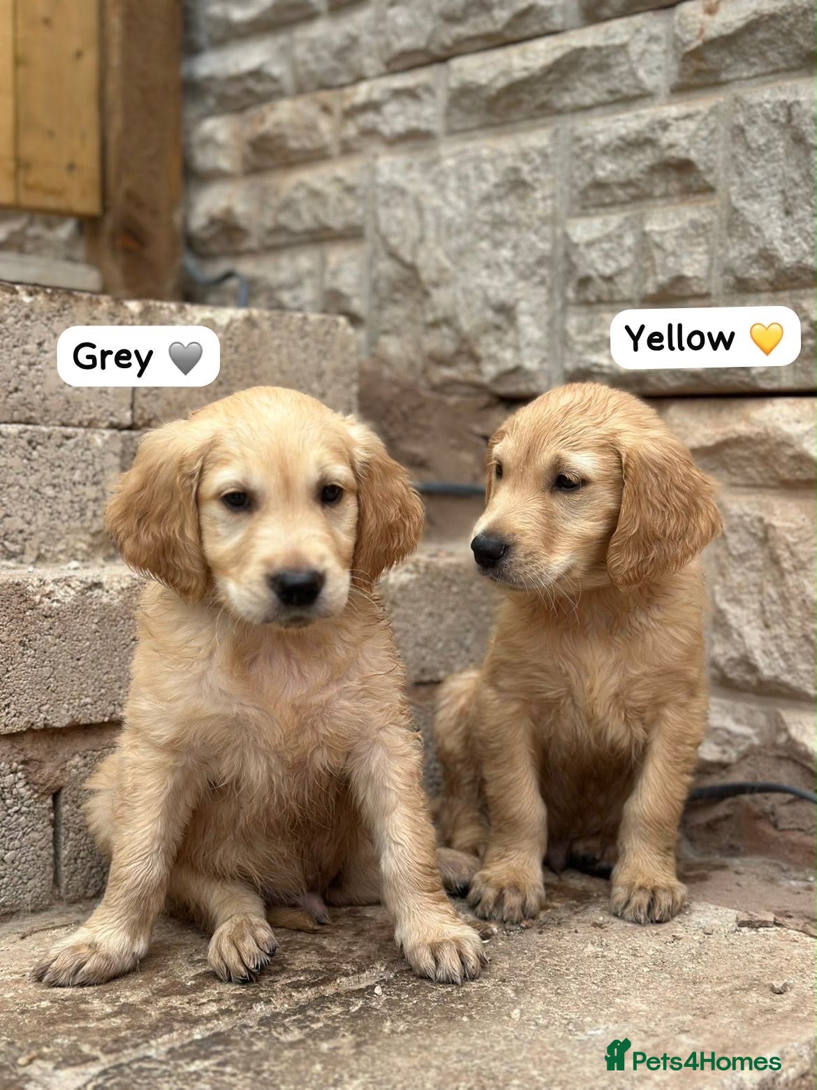 Golden Retriever dogs READY NOW 🏠 PEDIGREE GOLDEN RETRIEVER PUPPIES - Advert 5