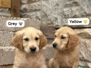Golden Retriever dogs READY NOW 🏠 PEDIGREE GOLDEN RETRIEVER PUPPIES - Advert 5