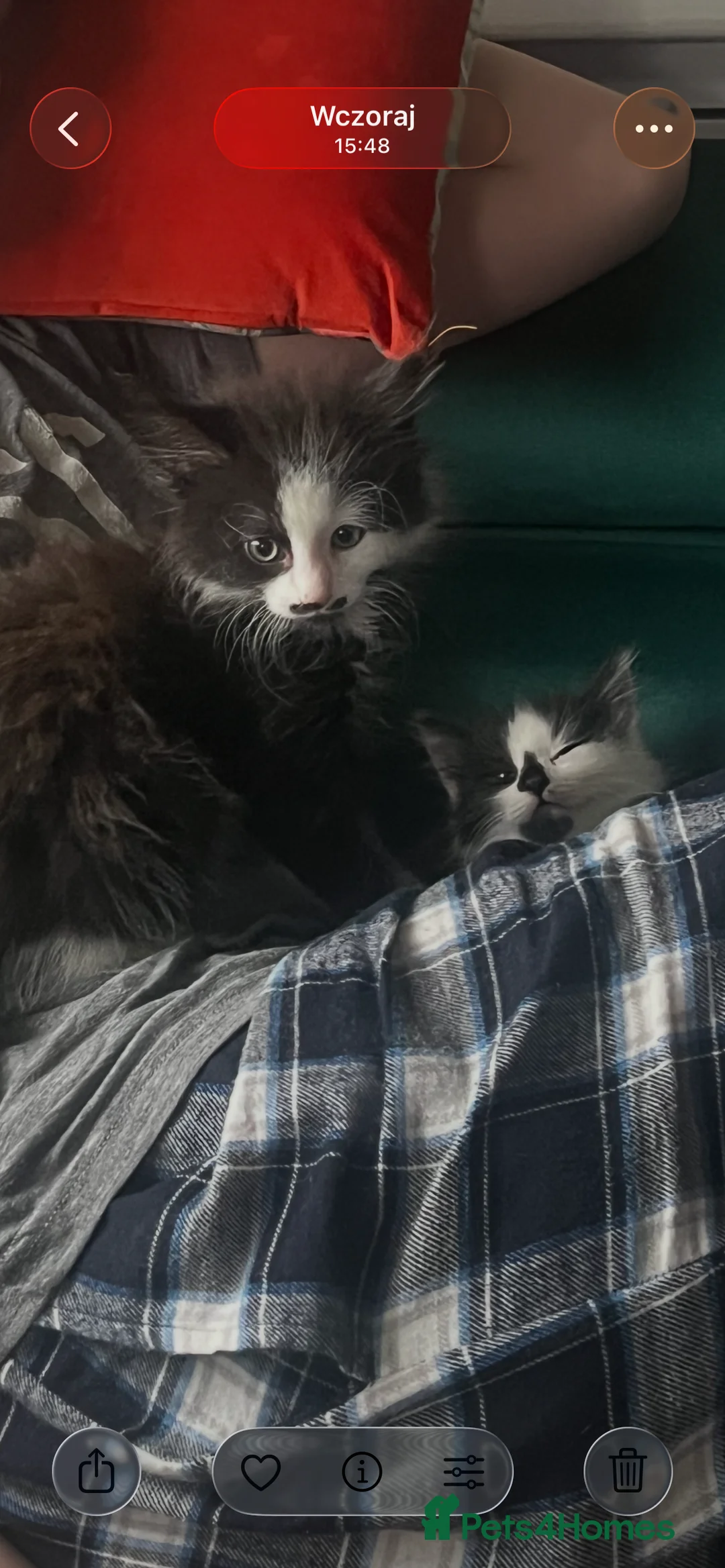 Mixed Breed cats for sale: Mr Moustache 🥸🥰beautiful long haired boy ❤️ - Advert 13