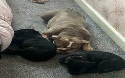 Mixed Breed dogs for sale: Bullador - Image 4