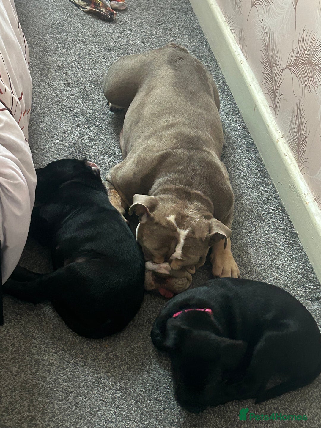 Mixed Breed dogs for sale: Bullador - Image 4