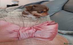 Chihuahua dogs for sale: Chihuhua pups - Image 12