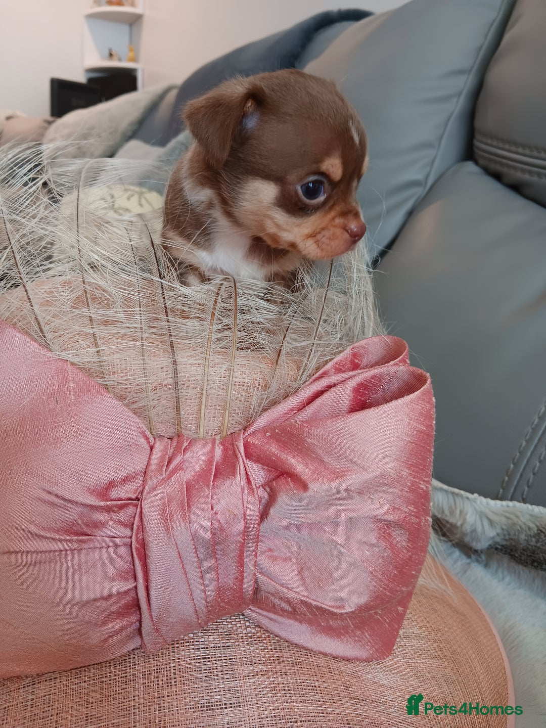 Chihuahua dogs for sale: Chihuhua pups - Image 12