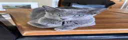 Russian Blue cats for sale: 5 Beautiful Russian Blue Kittens - Advert 4