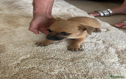 Pomchi dogs for sale: 3 girls pomchi - Image 4