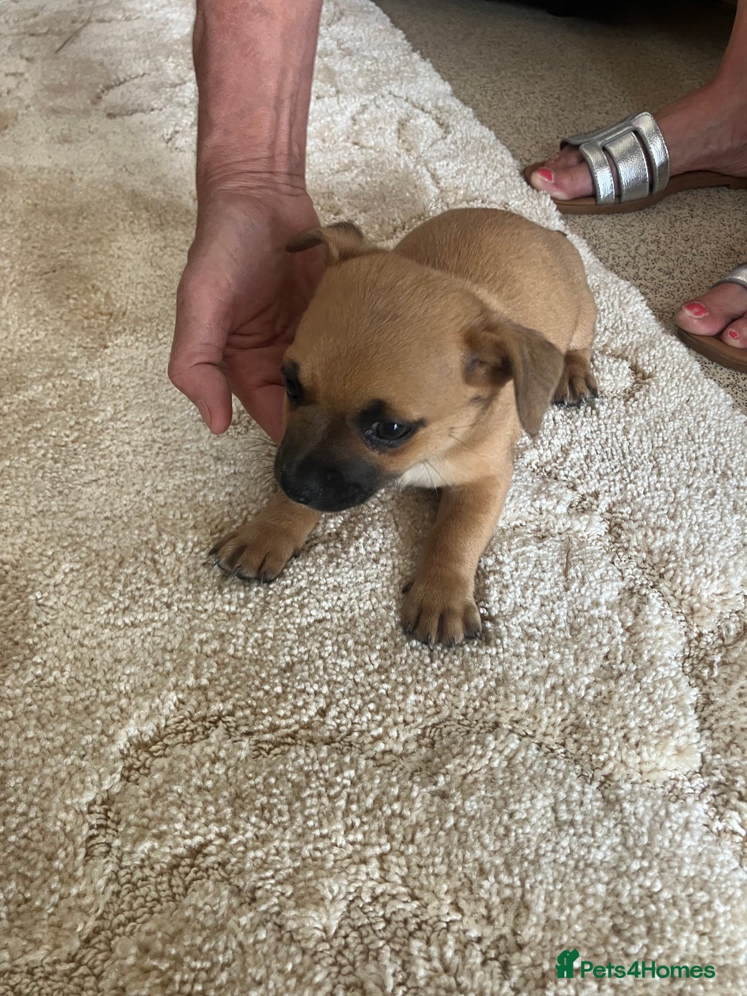 Pomchi dogs for sale: 3 girls pomchi - Image 4