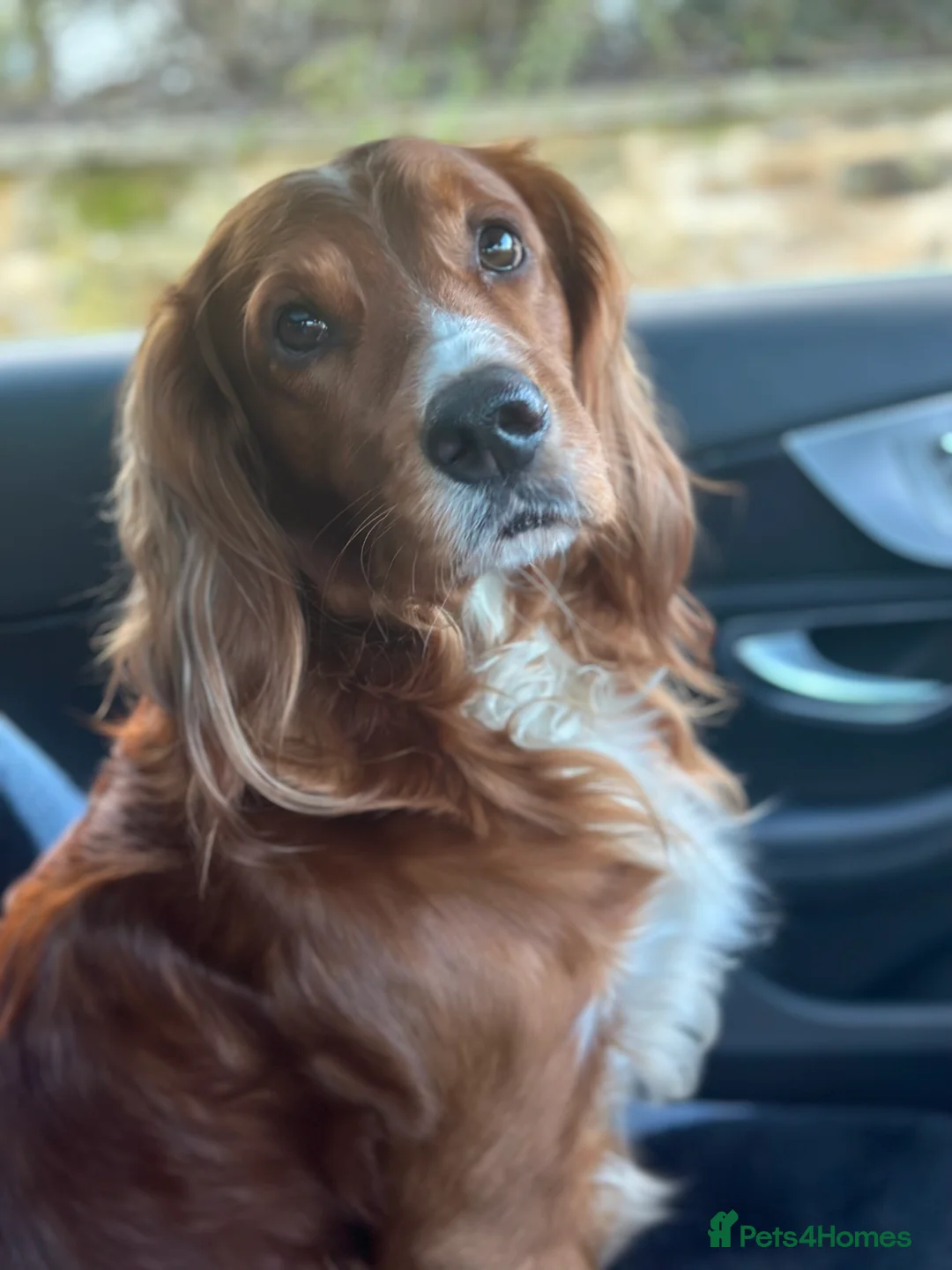 Cocker Spaniel dogs for stud: K.C Deep Red Working Cocker Proven Stud in Cramlington - Advert 15