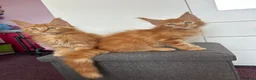 Maine Coon cats for sale: ✨5 Gorgeous GCCF Pure Bred MC kittens  in Burton-on-Trent - Advert 15