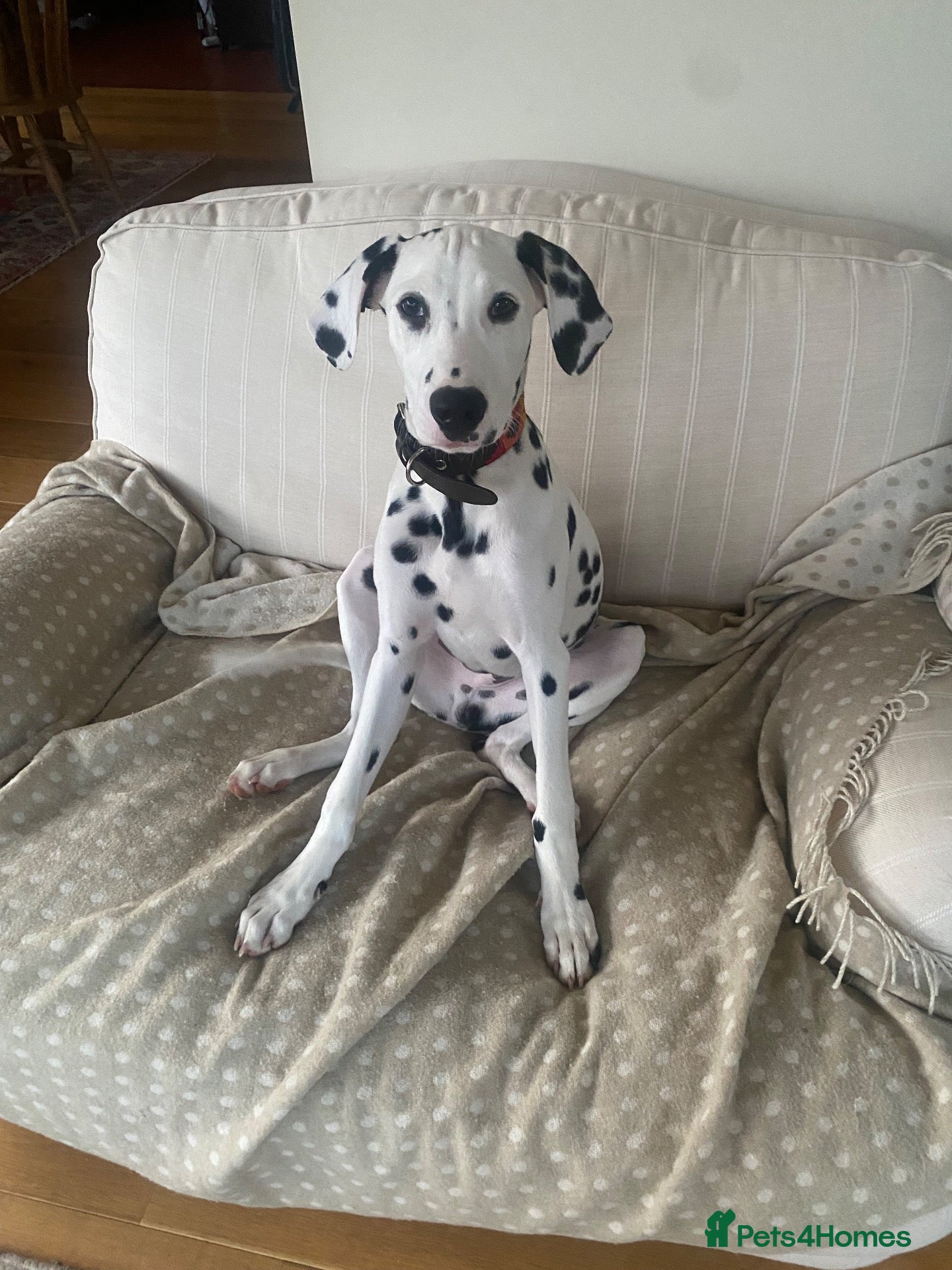 Dalmatian dogs Male  - Advert 2
