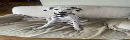 Dalmatian dogs for stud: Male  - Advert 2