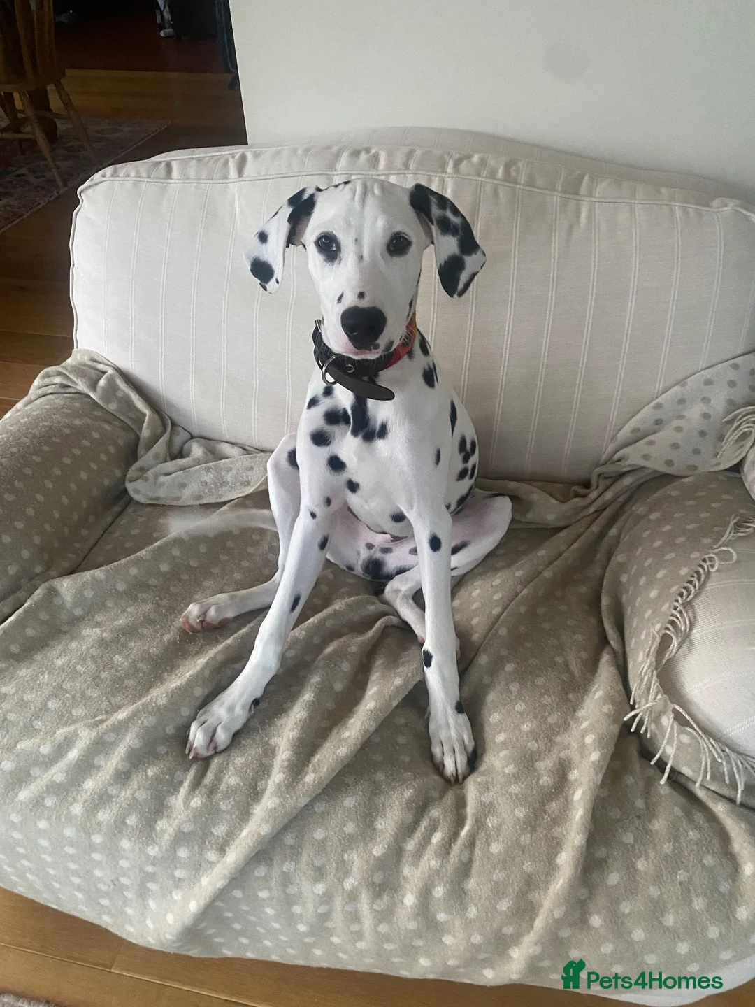 Dalmatian dogs for stud: Male  - Advert 2