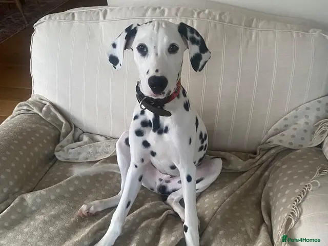 Dalmatian dogs for stud: Male - Advert 2