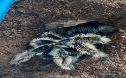 Mixed Breed reptiles for sale: Reptile, invert and amphibian rescue service.  - Image 18