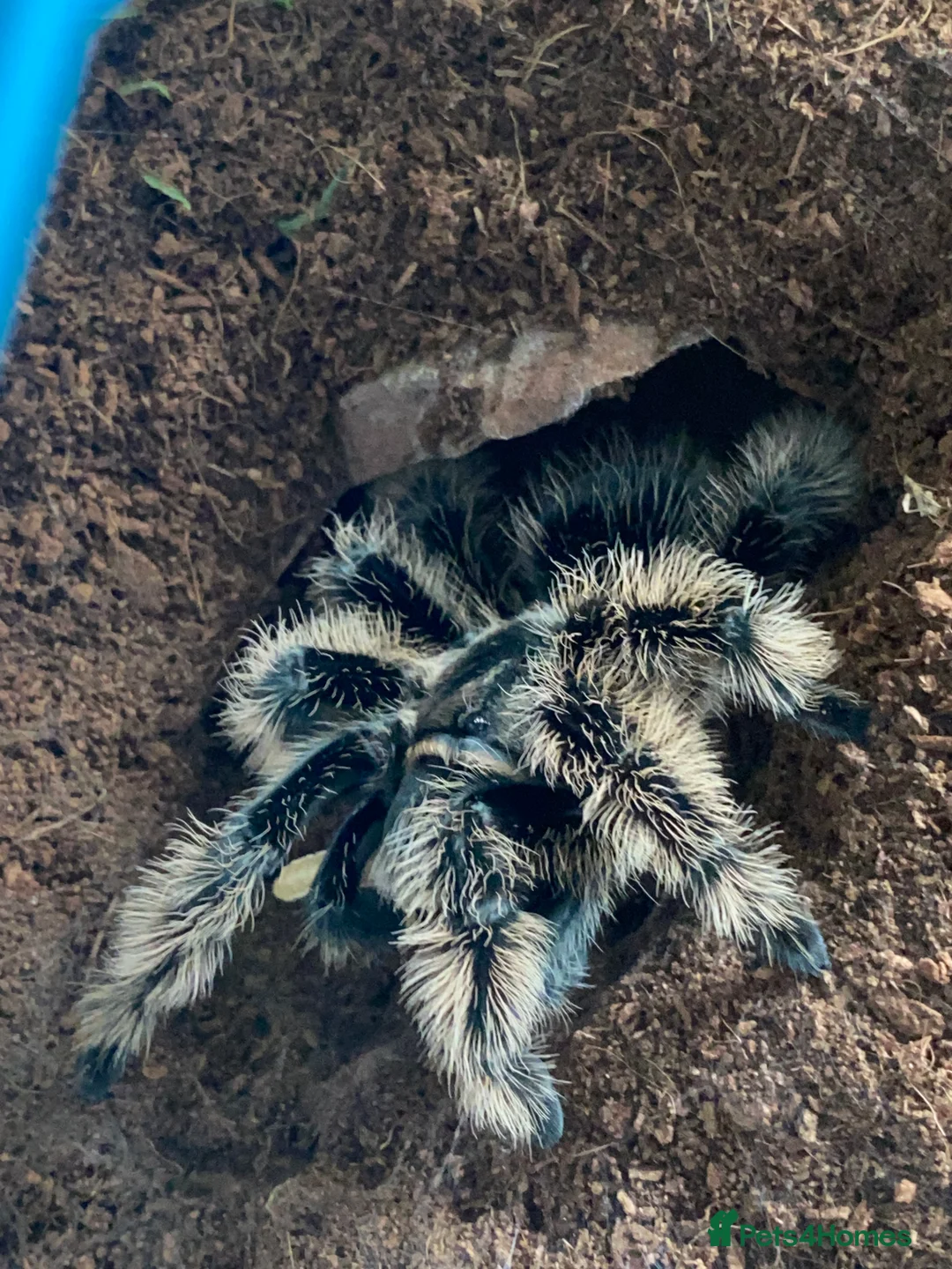 Mixed Breed reptiles for sale: Reptile, invert and amphibian rescue service.  - Advert 18