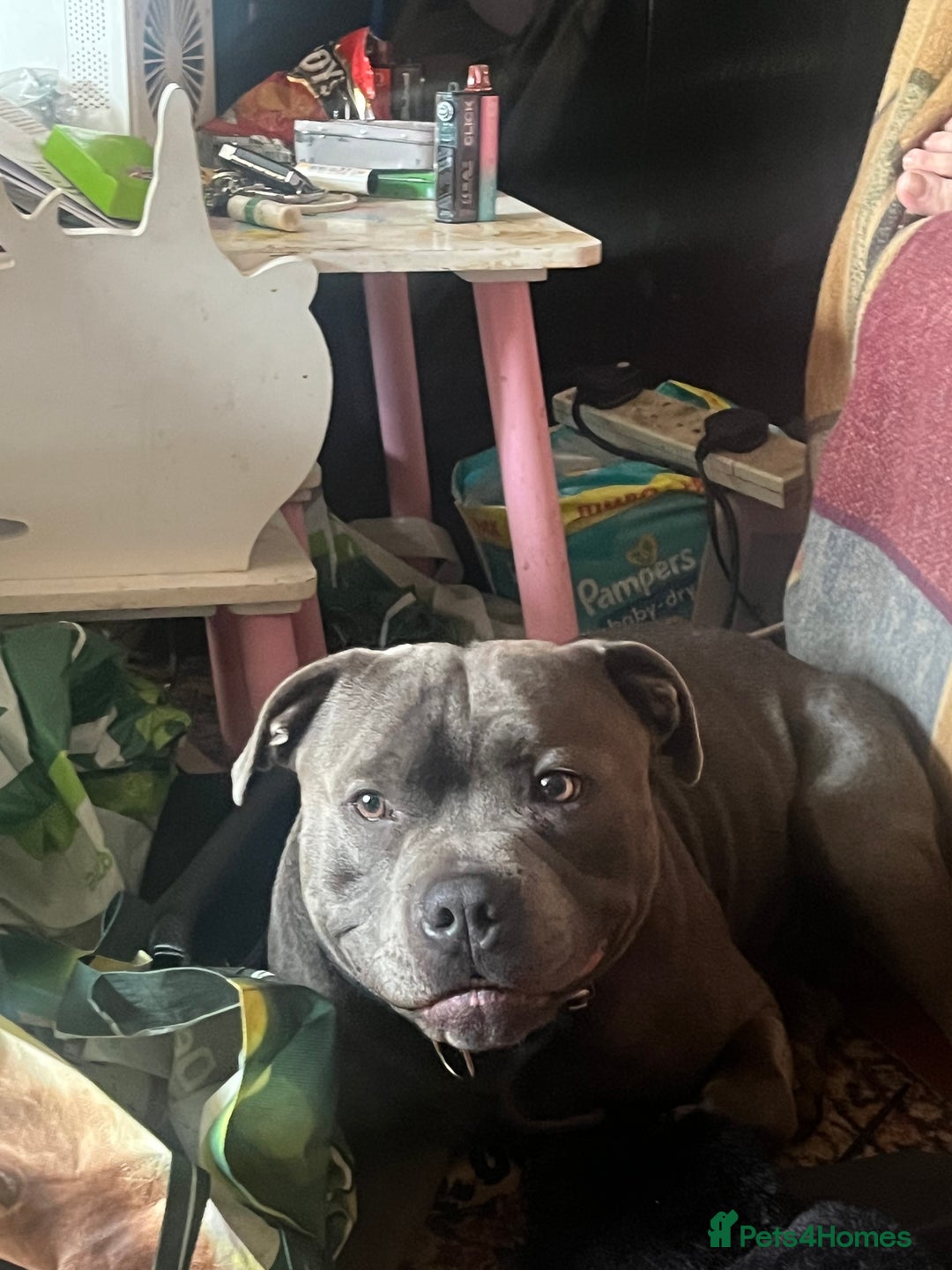 Staffordshire Bull Terrier dogs for stud: Blue staffy for stud - Image 2