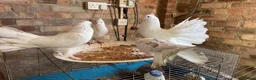 Doves birds for sale: Beautiful Flock 50–60 Fantails, Doves&Pigeons–Free - Advert 2