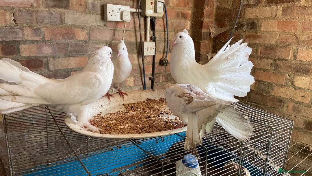 Doves birds for sale: Beautiful Flock 50–60 Fantails, Doves&Pigeons–Free - Advert 2