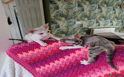 Devon Rex cats for sale: 🐾 Beautiful Devon Rex Kittens💕 - Image 9