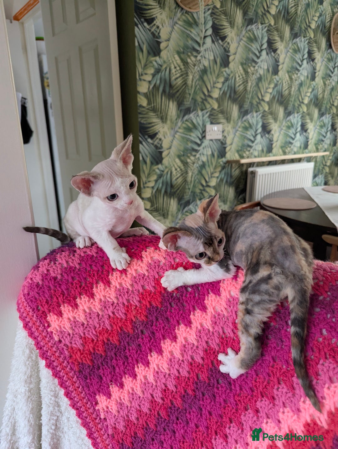 Devon Rex cats for sale: 🐾 Beautiful Devon Rex Kittens💕 - Image 9