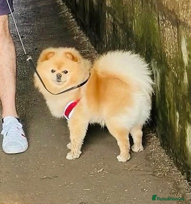 Pomeranian dogs Milo  - Advert 1