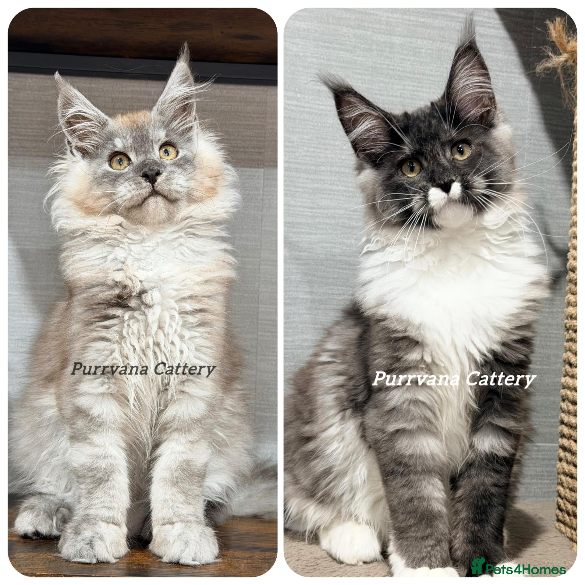Maine Coon cats TICA registered Maine coon kittens READY NOW - Advert 1