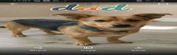 Mixed Breed dogs for sale: Terrier pups - Advert 7