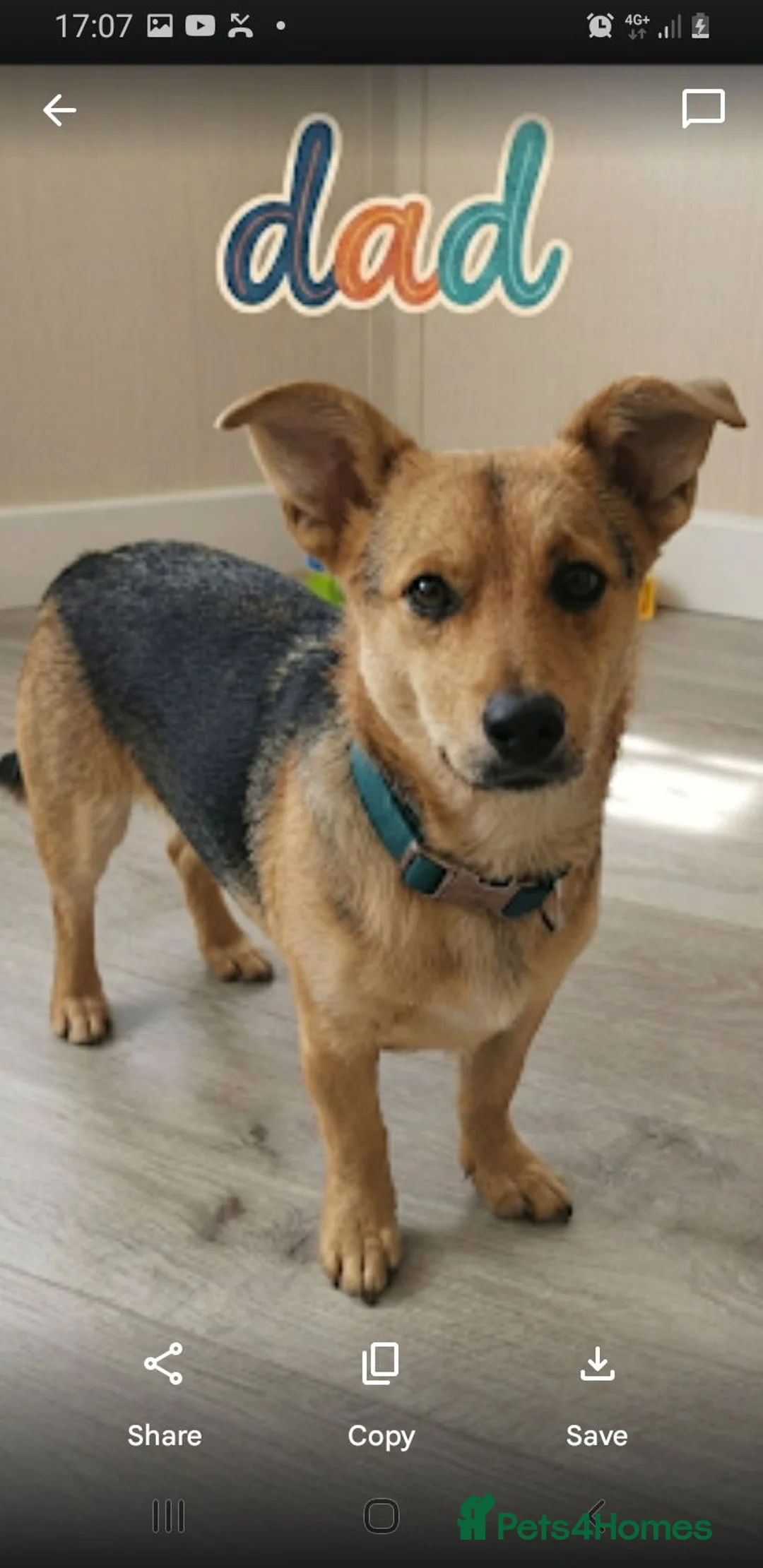 Mixed Breed dogs for sale: Terrier pups - Advert 7