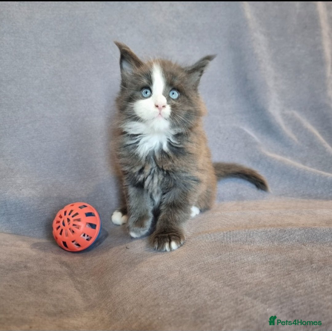 Maine Coon cats for sale: Gorgeous TICA register kittens - Advert 6