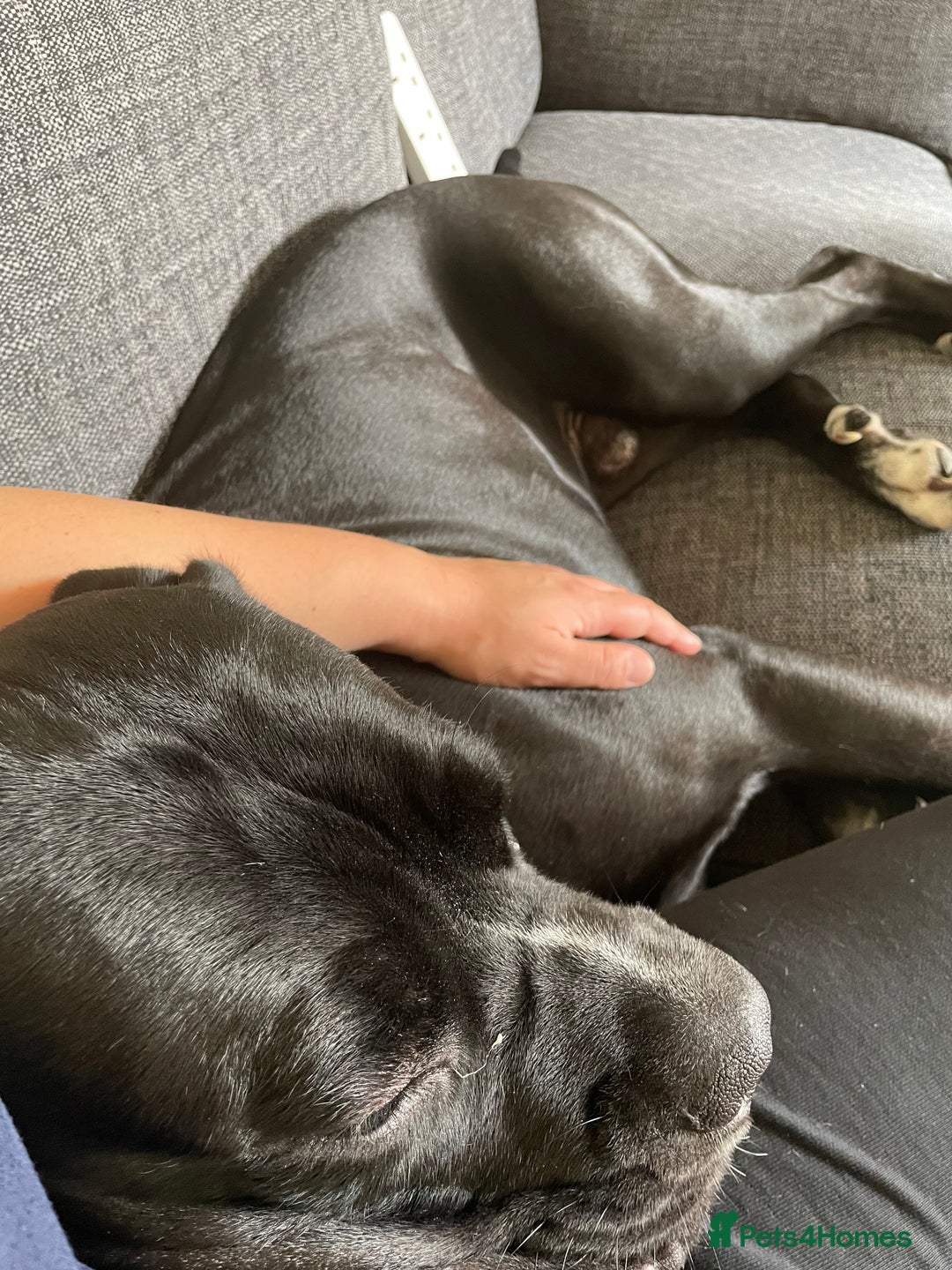Cane Corso dogs for sale: Beautiful 2 year old Cane Corso - Image 3