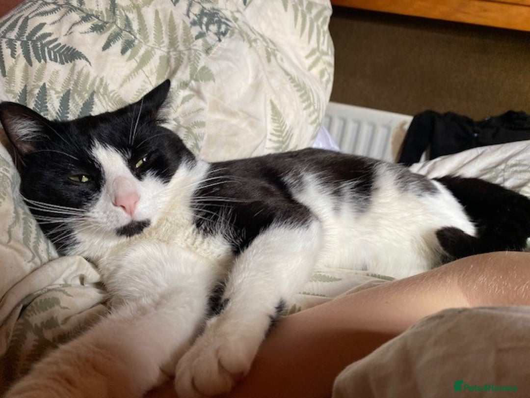 British Shorthair cats for sale: URGENT free - rehoming my beautiful cat <3 - Image 2