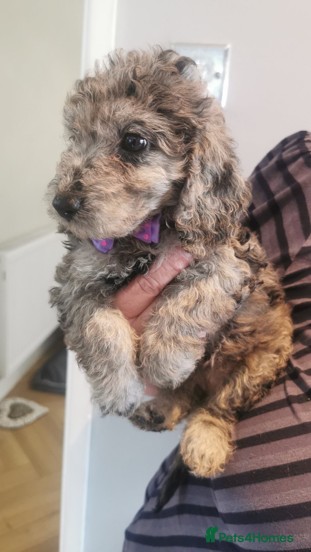 Cockapoo dogs for sale: Cockapoo puppies  - Image 3
